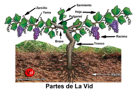 La Vid Del Vino Es Un Arbusto Trepador Cuyo Fruto Es La Uva Vinos