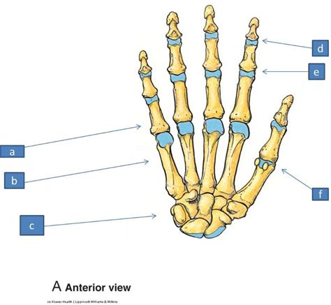 Anatomy Block Iii Wrist And Hand Flashcards Easy Notecards