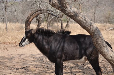 Critically Endangered Black Sable Antelope South Africa Flickr