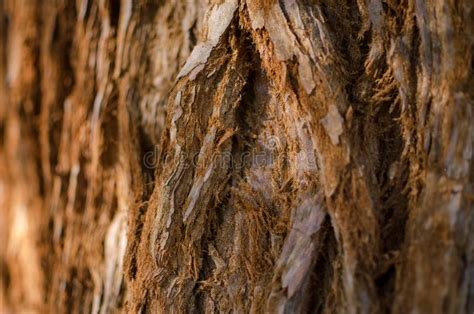 The Giant Sequoia Sequoiadendron Giganteum Trunk Bark Close Up