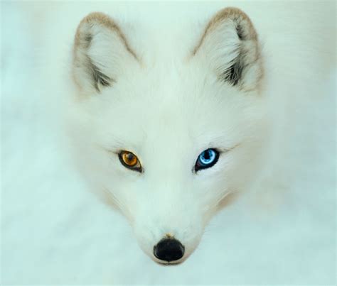 Perfectamente Anormal 2 Colored Eyes Different Colored Eyes Animal