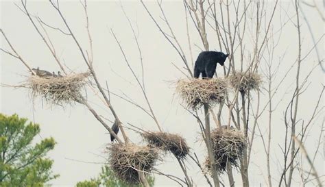 Astonished Birders Spot Bear In Nest ‘four Stories High