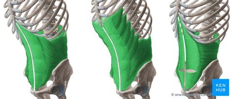 Anatomie Der Bauchwand Aufbau Muskeln Faszien Kenhub