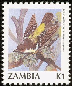 Stamp Bar Winged Weaver Ploceus Angolensis Zambia Birds Definitive