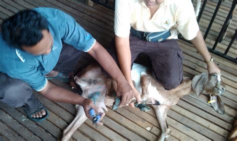 Kecil kumpulan luapan emosi, ide, dan hal acak lainnya. Tanjong Akuatik Agro Farm: Remeh Temeh