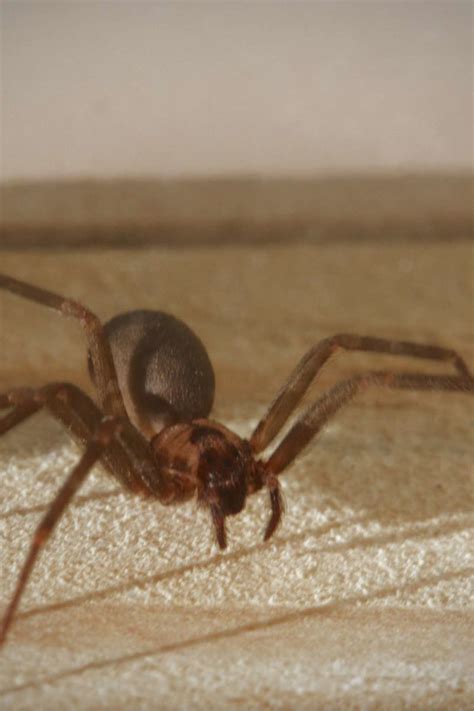 I noticed the bites the next evening while watching tv. Brown recluse spider bite: Appearance, symptoms, and home ...