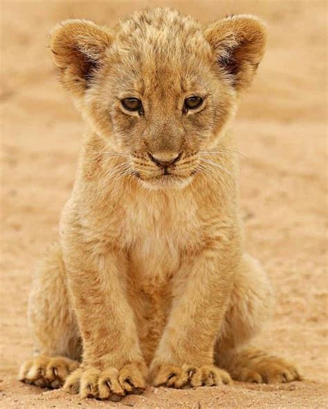 Wildlife Animals And Nature — Cute Lion Cub Photography By Johann