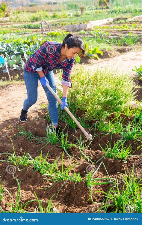 Woman Weeds With A Hoe Garden Bed Stock Image Image Of Plant Garden