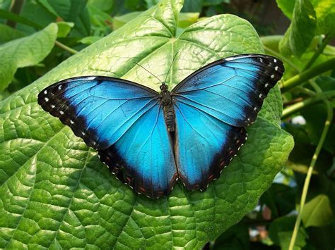Chapoteo China Artificial En Busca De La Mariposa Azul Contradecir
