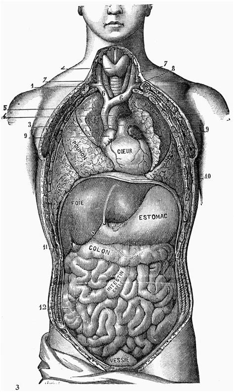 Anatomy Torso Photograph By Granger