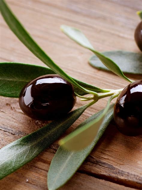Free Download Olive Hd Widescreen Wallpapers Wallpapers At Gethdpiccom