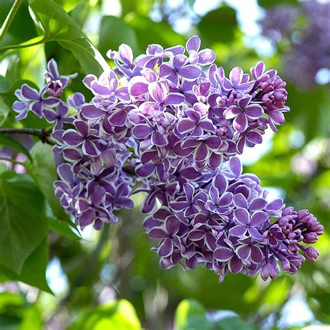 Syringa Vulgaris Sensation In 2020 Syringa Vulgaris Syringa Lilac