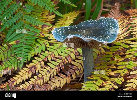 Blue Roundhead Fungus Stropharia Caerulea Psilocybe Caerulea