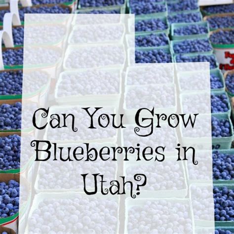 Can You Grow Blueberries In Utah Western Garden Centers