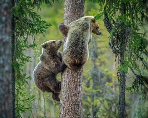 This Shot Was Taken When Two Cubs And A Mother Showed Up But So Did A