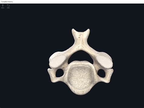 Bones Vertebral Column Cervical Region Anatomy And Physiology