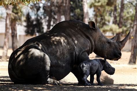 Baby Rhino Born In Israeli Zoo Reuters