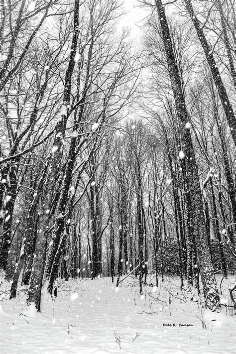 Snowy Woods Photograph By Dale R Carlson