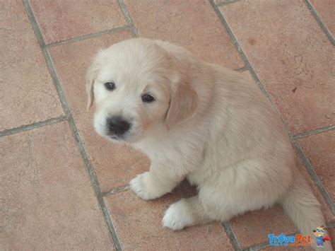 Golden retriever cani e cuccioli cagnolini cuccioli di labrador labrador retriever animali belli cuccioli carini cuccioli cucciolo più simpatico. Cuccioli di Golden Retriever in vendita a Voghera (PV)