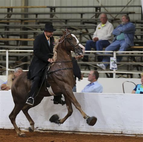 racking horse breeders world championship event set  september    decatur