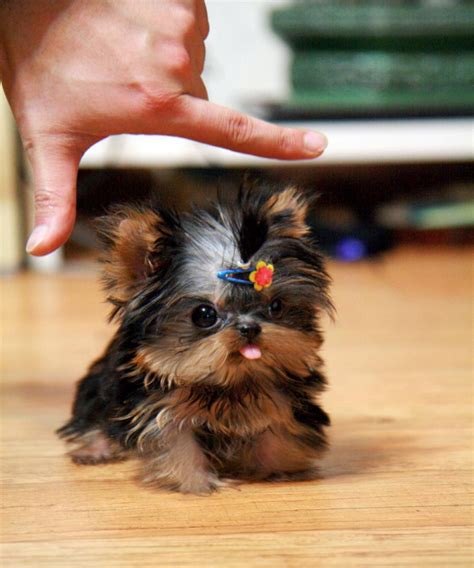 Micro Teacup Pocket Yorkie Puppy Available For Sale In Hereford Micro