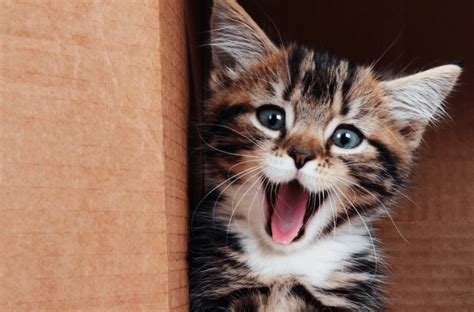 Check spelling or type a new query. Kitten Adoption Event at Renton Petsmart • Purrfect Pals