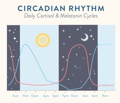 Regulating Circadian Rhythm And Why Thats Important The Paleo Mom