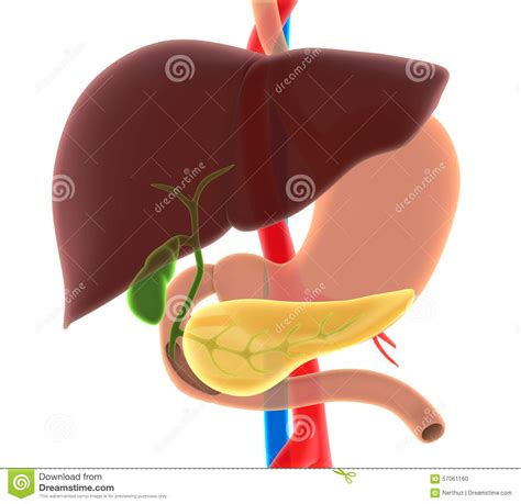 Anatomie der gallenblase die birnenförnige gallenblase (vesica fellea) liegt an der unterseite der leber in der mulde der gallenblasengrube (fossa vesicae felleae). Leber, Gallenblase Und Pankreas-Anatomie Stock Abbildung ...