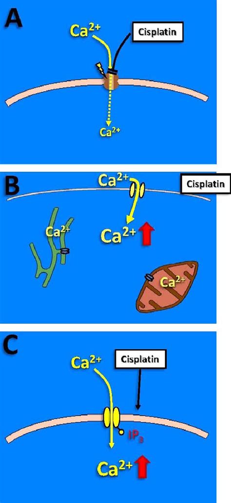 Mechanisms Of Ca 2 I Changes Induced By Cisplatin A Cisplatin