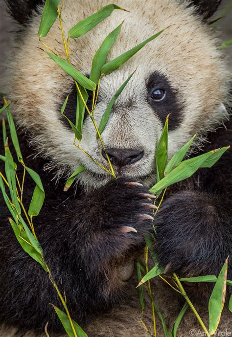 Panda And Bamboo Images