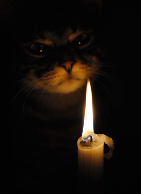50 Pics Proving That Cats Are Actually Demons Evil Cat Vampire Cat