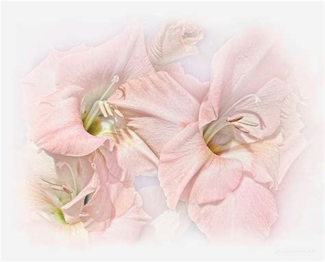 Gladiola Flowers Pink Pastel By Jennie Marie Schell Floral
