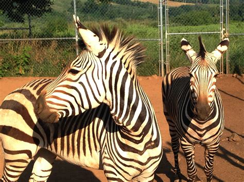 Smithsonian Insider Zebras Zoo Smithsonian Insider