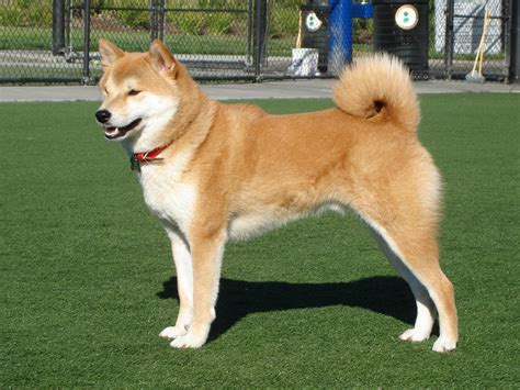 Dog Breed Informations Akita Dog Facts And Features