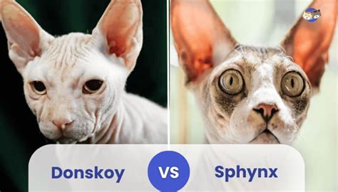 Donskoy Vs Sphynx Cat A Comprehensive Comparison