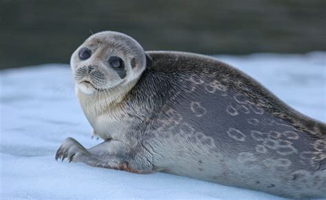 Seals And Walrus Nammco