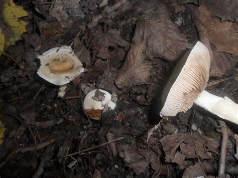 Fall Mushrooms Of Ohio And Id Request Mushroom Hunting
