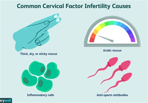 No Cervical Mucus Causes And How It Affects Fertility