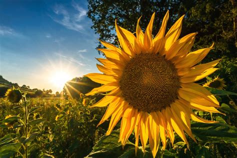 Download high quality flower pictures for your mobile, desktop or website. Flower Images Free Download with Sunflower in The Morning ...