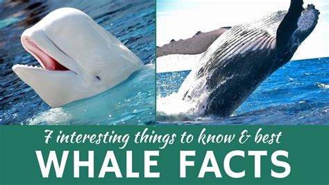 Whales 7 Fun Facts About Blue Beluga Humpback And Other Whale