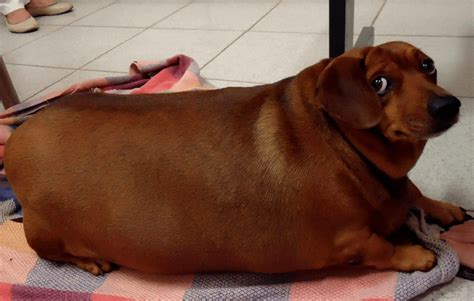 A Big Fat Weiner Pics