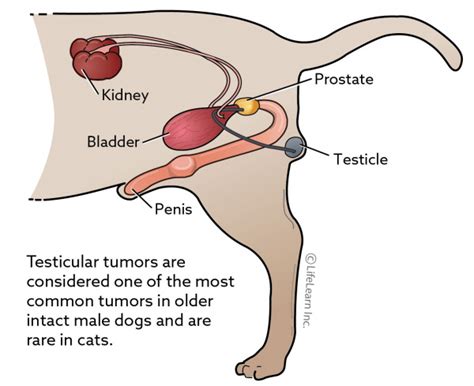 Testicular Tumors Vca Animal Hospital