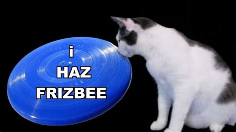 Funny Cat Chases Frisbee Youtube