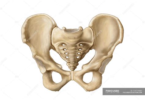 Medical Illustration Of Human Pelvic Bone Anatomy Symphysis Three Dimensional Stock Photo