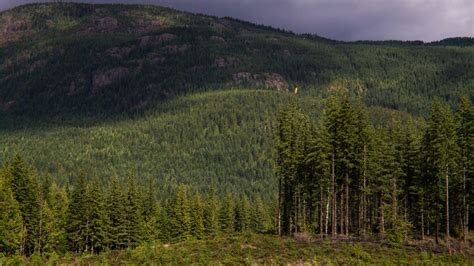 Forests In The Making How Bc Is Adapting Forest Regeneration Practices