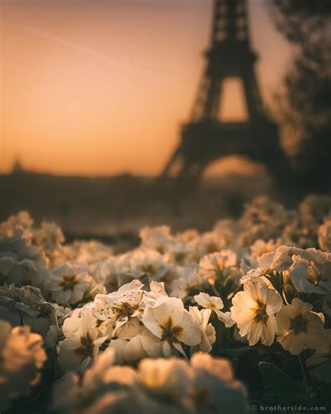 The Eiffel Tower Flowers And First Morning Light At Trocadero In