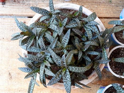 The wild type is native to. Ledebouria socialis (Silver Squill) | World of Succulents