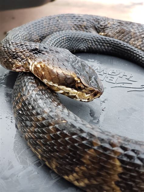 What Does A Water Moccasin Look Like How To Identify Water Moccasin