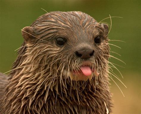 Otters Cute Animals Wild Animals Photography