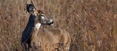 What Is A Spike Buck Answered With Photos World Deer